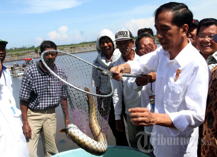 Jokowi Janji Kirim 10 Eskavator Sulap Tambak Udang