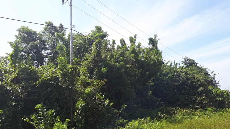 Jaringan Kabel PLN Dibiarkan Terbungkus Hutan