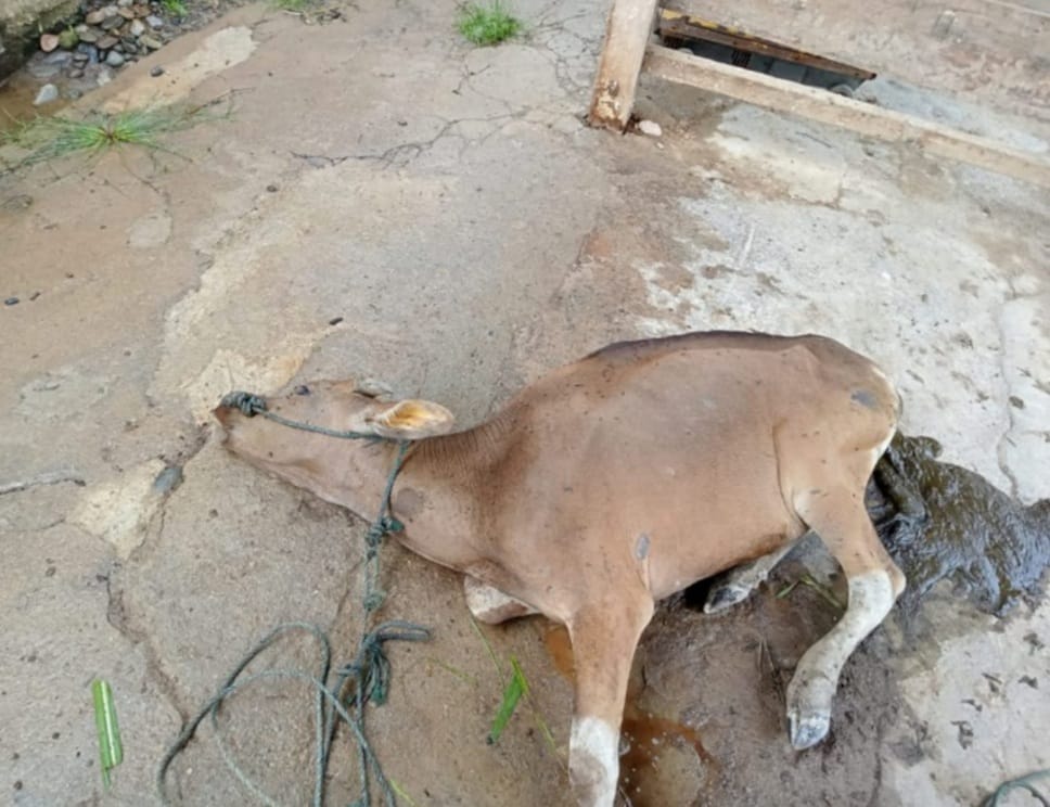 Diduga Sapi Sakit Disalurkan ke Warga Basi Dondo