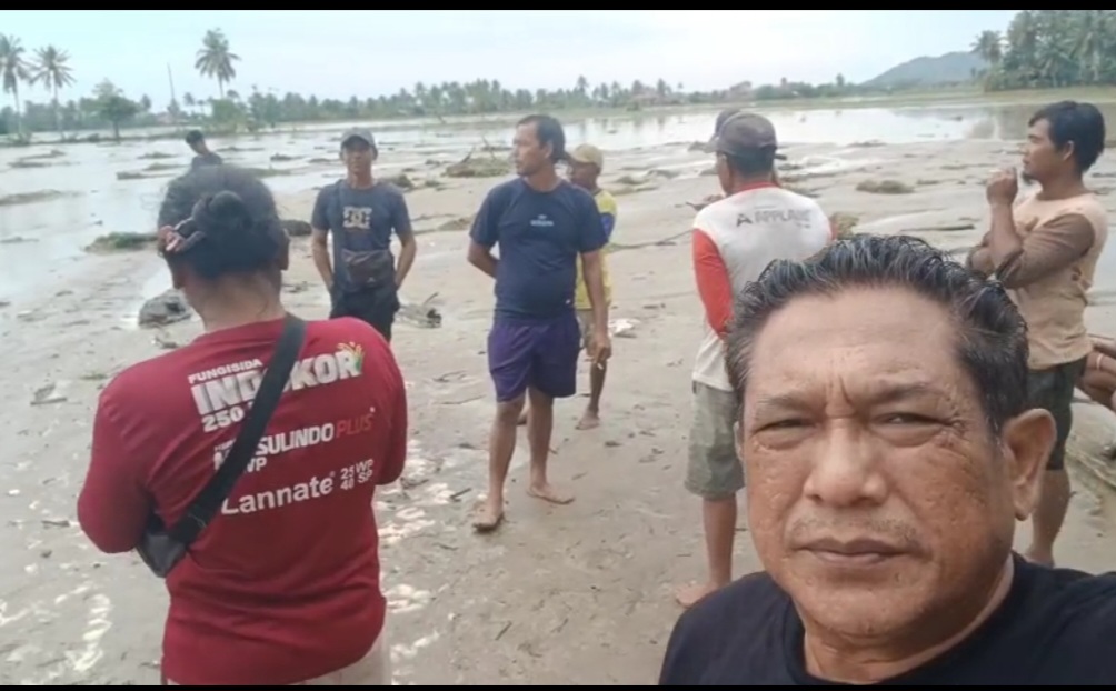 Tanggul Jebol Ratusan Hektar Sawah Terancam di Balinggi