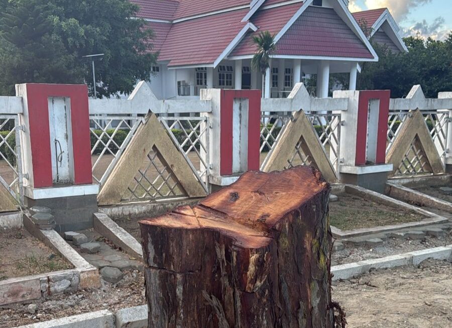 Pohon Peneduh Jalan Depan Rujab Gubernur Sulteng Ditebang Orang